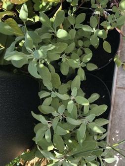 3 Plants De Sauge Officinale Aromatique 10 &agrave; 15 Cm De Mon J
