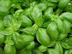 Bio Bretagne L&eacute;gumes Ancien Aromatique 1