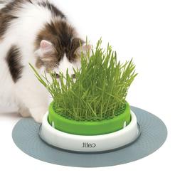 D'herbe &agrave; Chat Senses   Utilis&eacute; 1 Fois