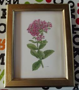 Illustration Sedum Remarquable D'apr&egrave;s Gaston Bonnier