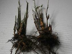 Zen ! Lot De 2 Rhizomes / Plants Plante Bambou Racines A Pla