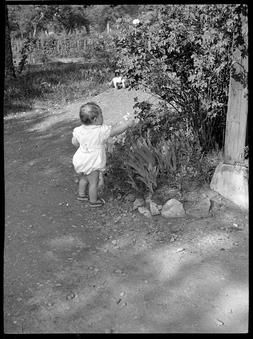 Fleurs - Ancien N&eacute;gatif Photo An. 1930