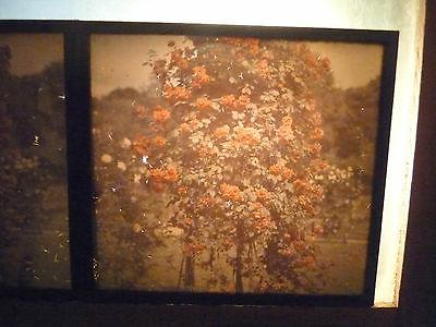 ancienne photo plaque verre stereo autochrome jardin