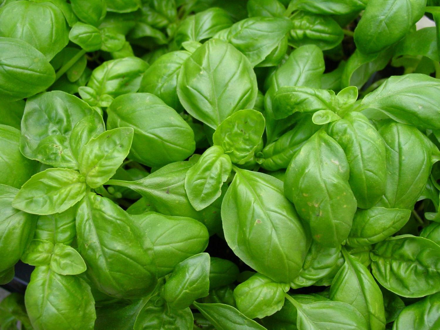 basilic grand vert bio pesto mon jardin