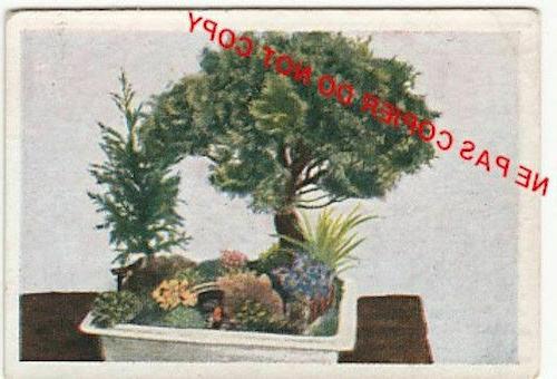 card image jardin miniature bonsai garden japan