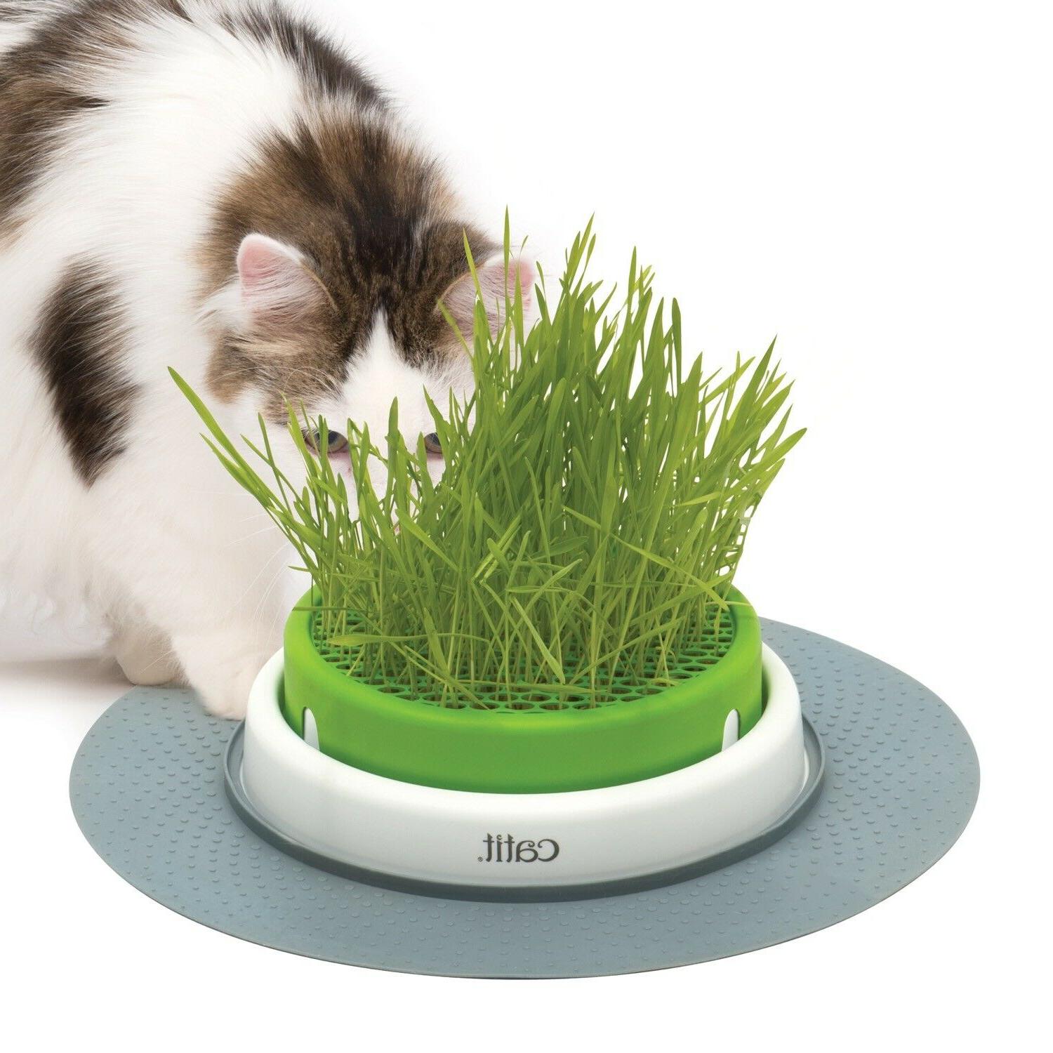 cat it jardin d herbe a chat