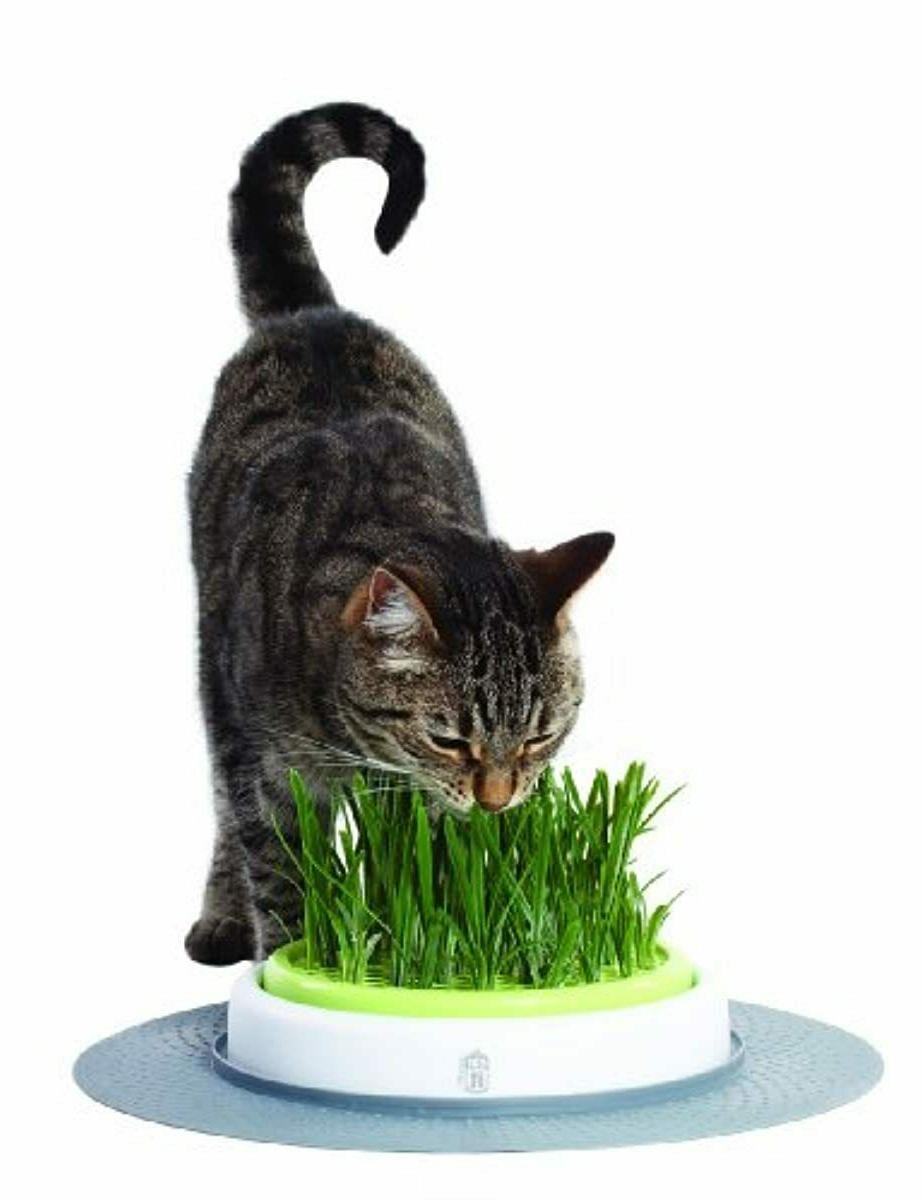 jardin d herbe a chat