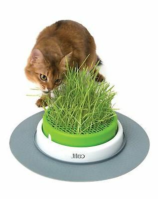 jardin d herbe pour chat d interieur