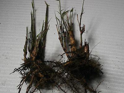jardin zen lot de 2 rhizomes plants