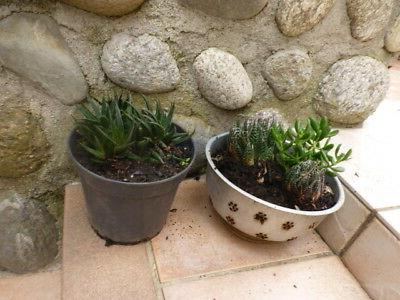 lot 2 pots plantes grasse verveine du