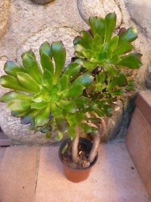 plante artichaut tortueuse plantes faciles reprise 0ff