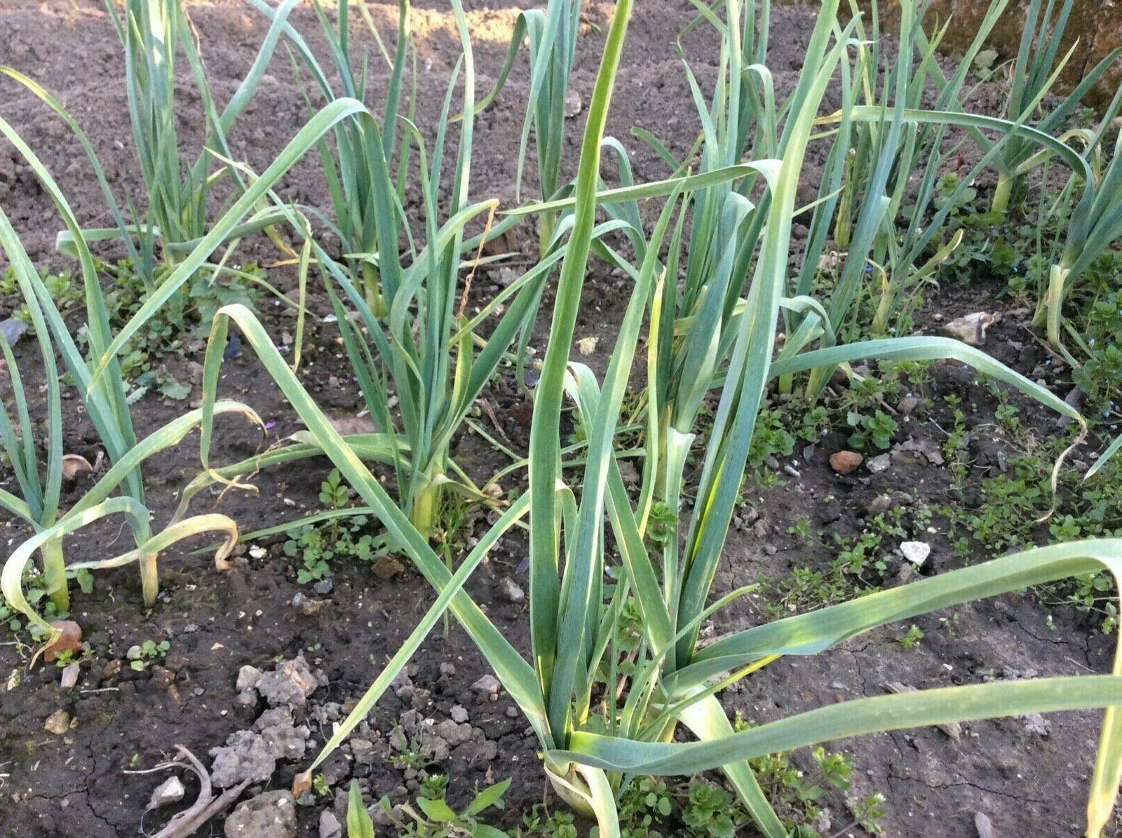 poireau perpetuel allium ampeloprasum 10 plants a