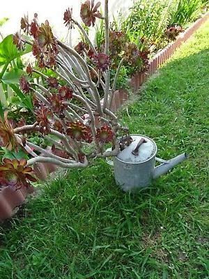 pourdeco jardin terrasse vieil arrosoir en zinc