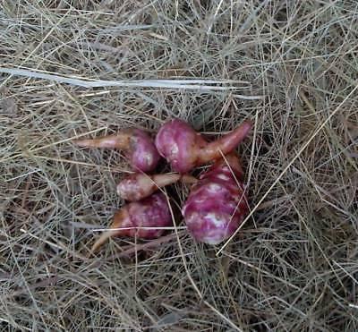 topinambour 15 tubercules pour planter maintenant recolte