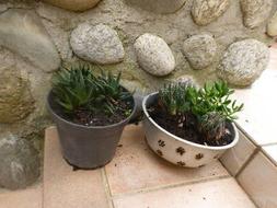 +  Plantes Faciles Reprise 0ff