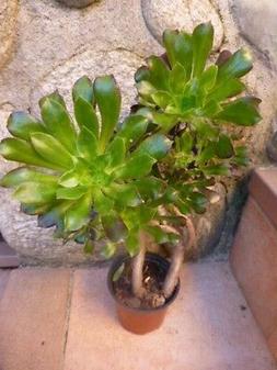 plante artichaut tortueuse  + plantes faciles reprise 0ff+la