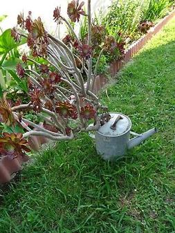 pourd&eacute;co jardin,terrasse vieil arrosoir en zinc    avec pla