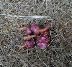 Topinambour 15 tubercules, pour planter maintenant,r&eacute;colte 